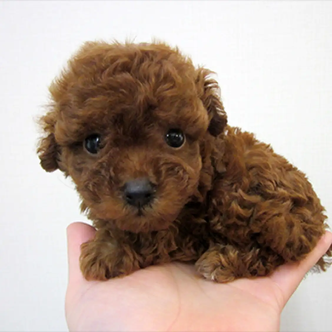 トイ・プードル