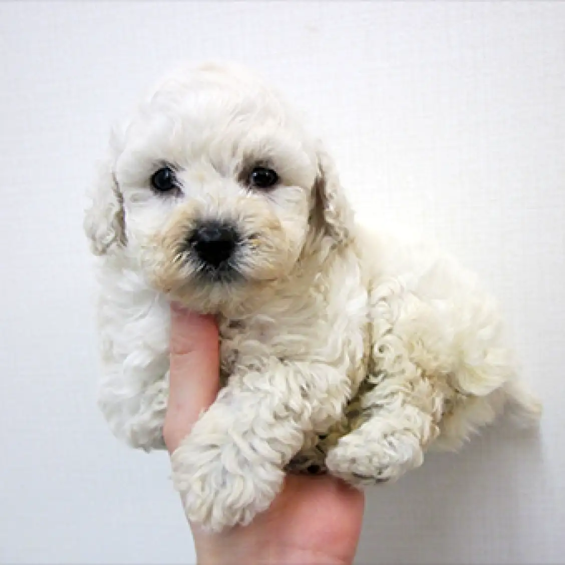 トイ・プードル