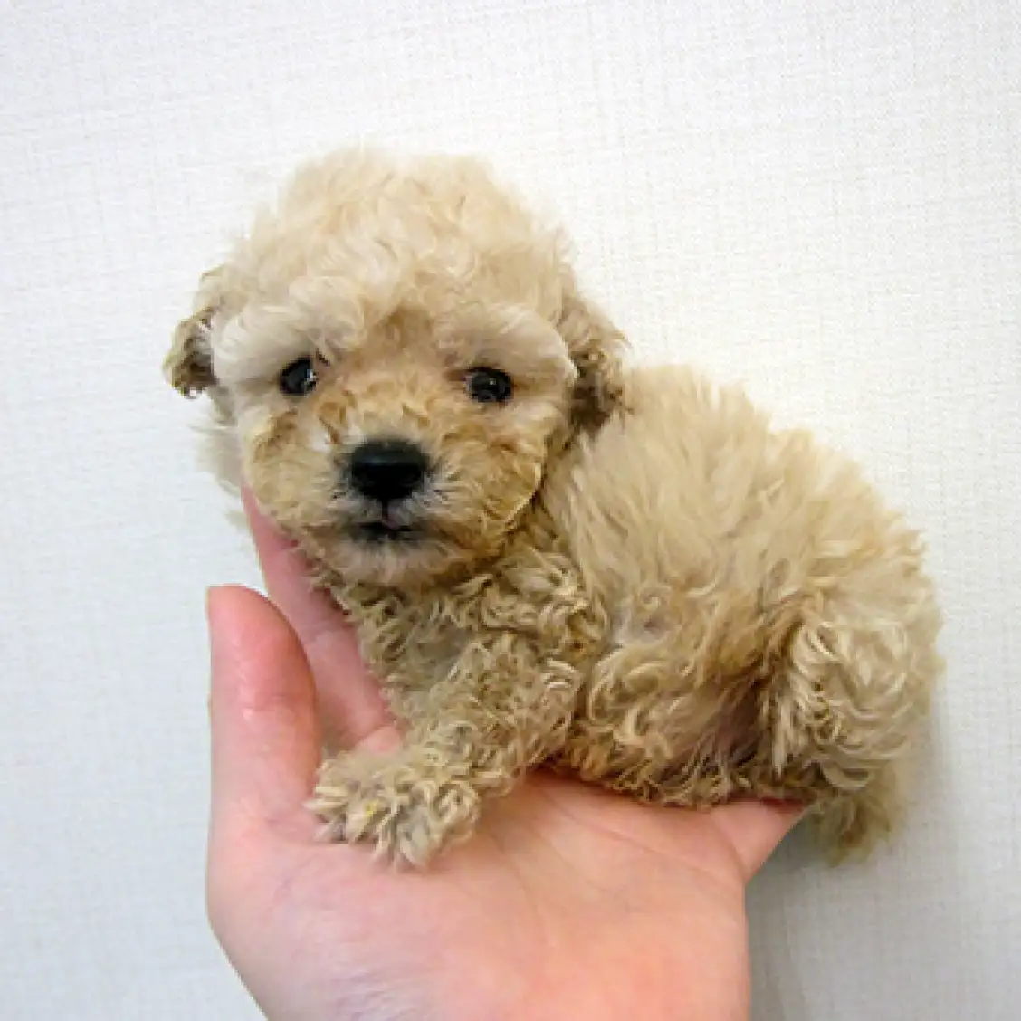 トイ・プードル