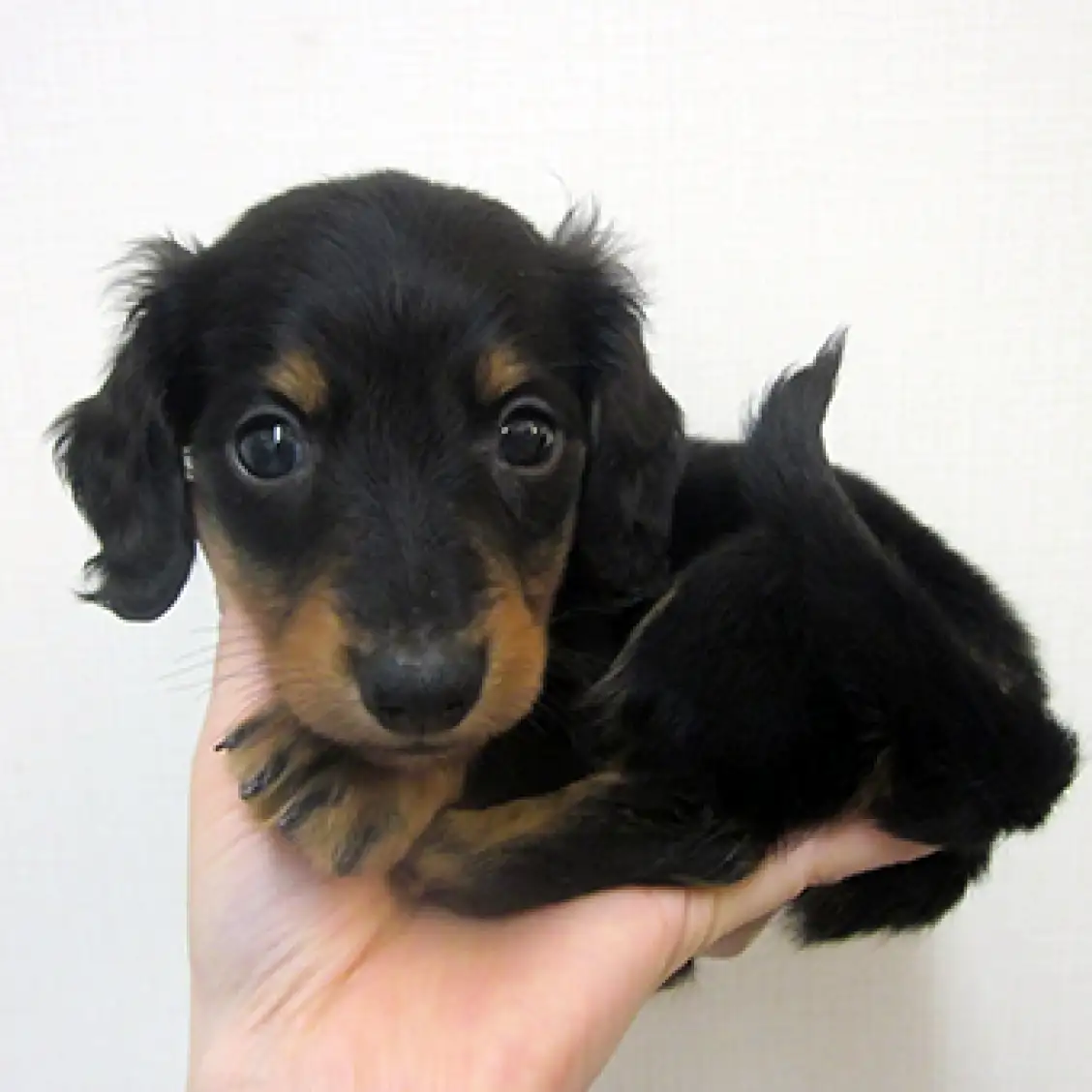 ミニチュア・ダックスフント