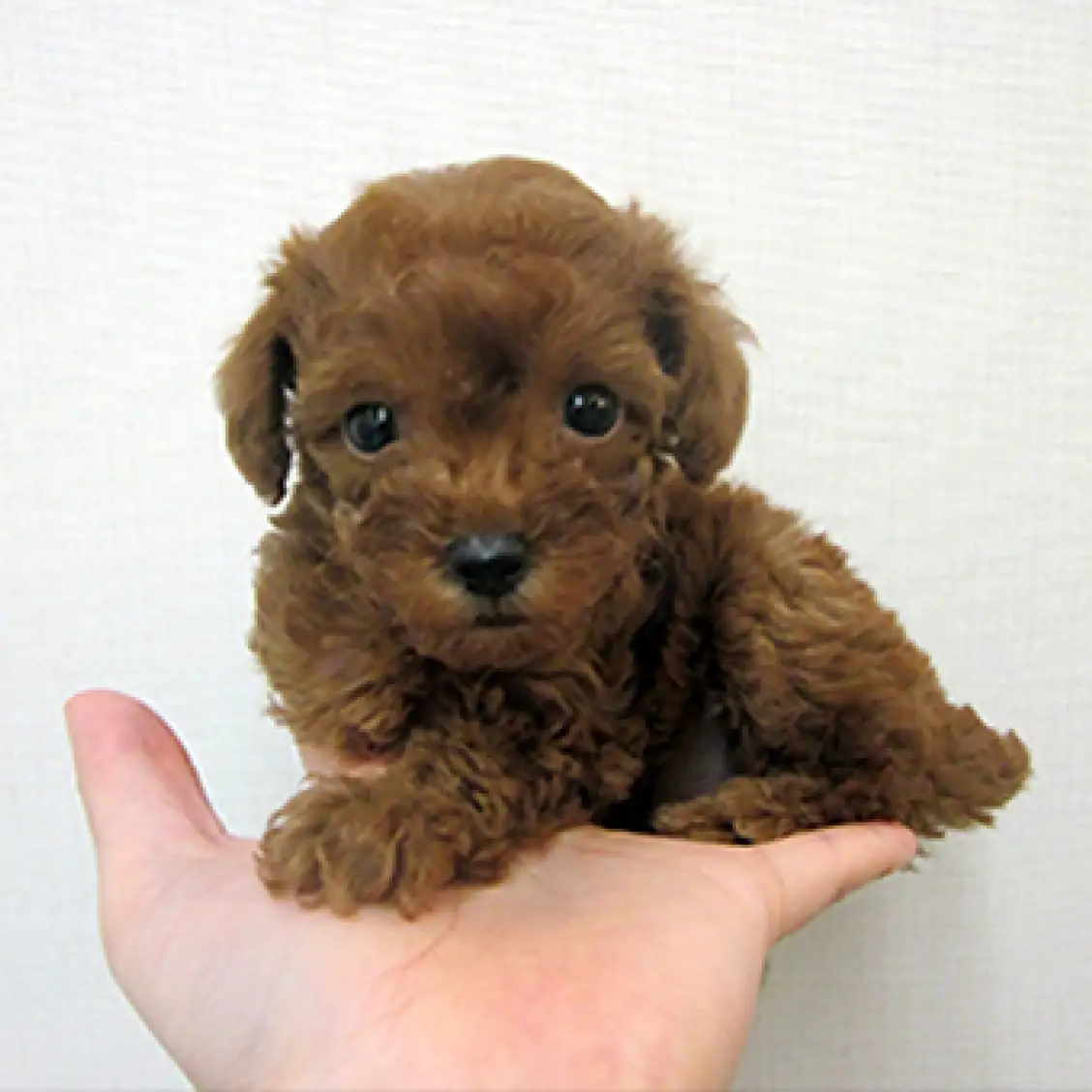 トイ・プードル