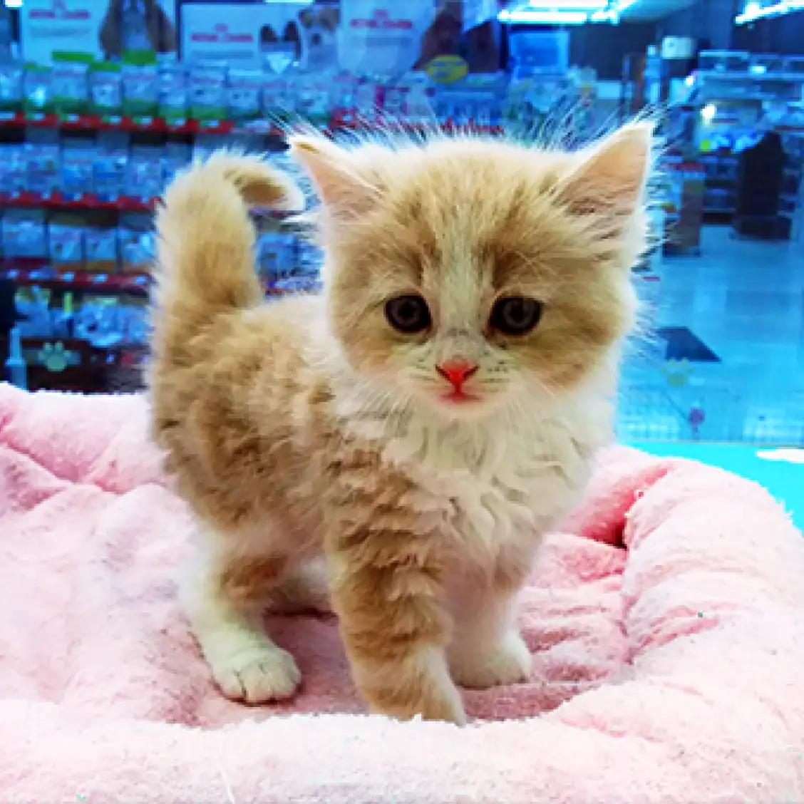 スコティッシュフォールド