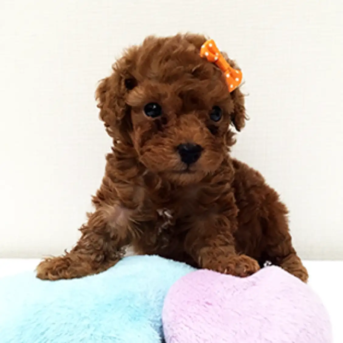 トイ・プードル