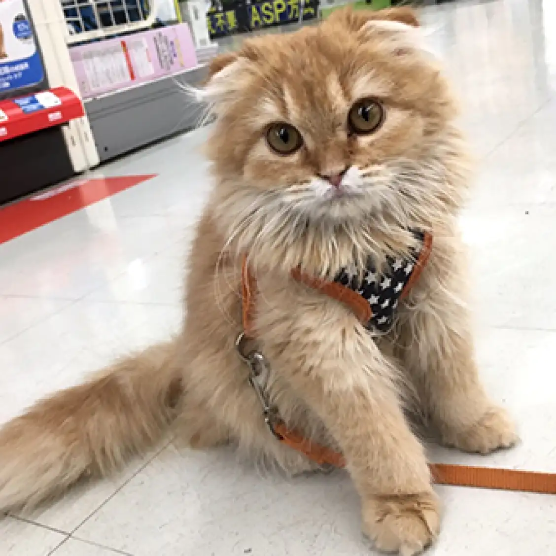 スコティッシュフォールド