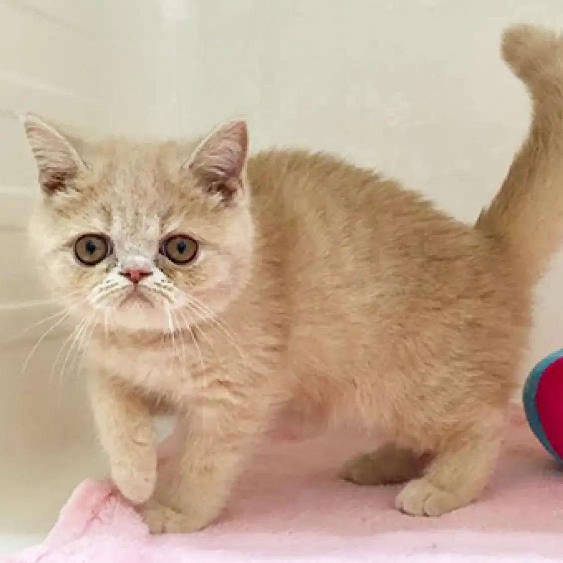 エキゾチックショートヘア