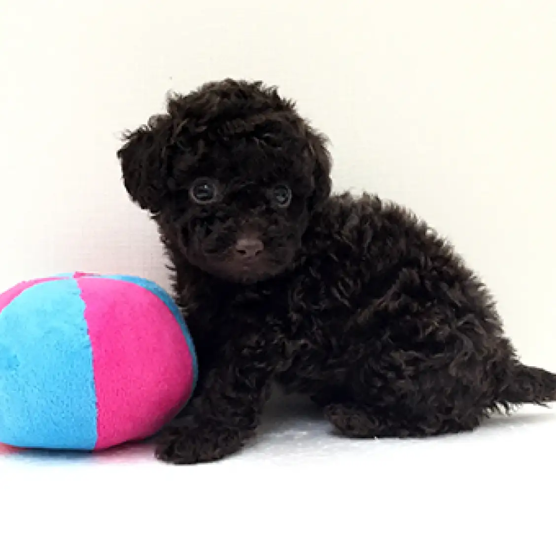 トイ・プードル