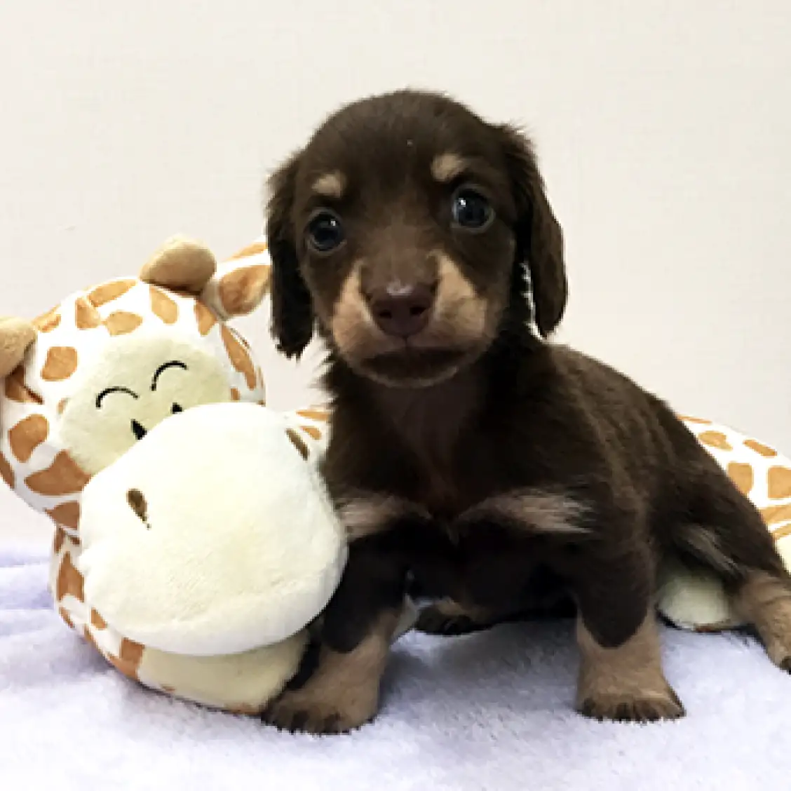 ミニチュア・ダックスフント