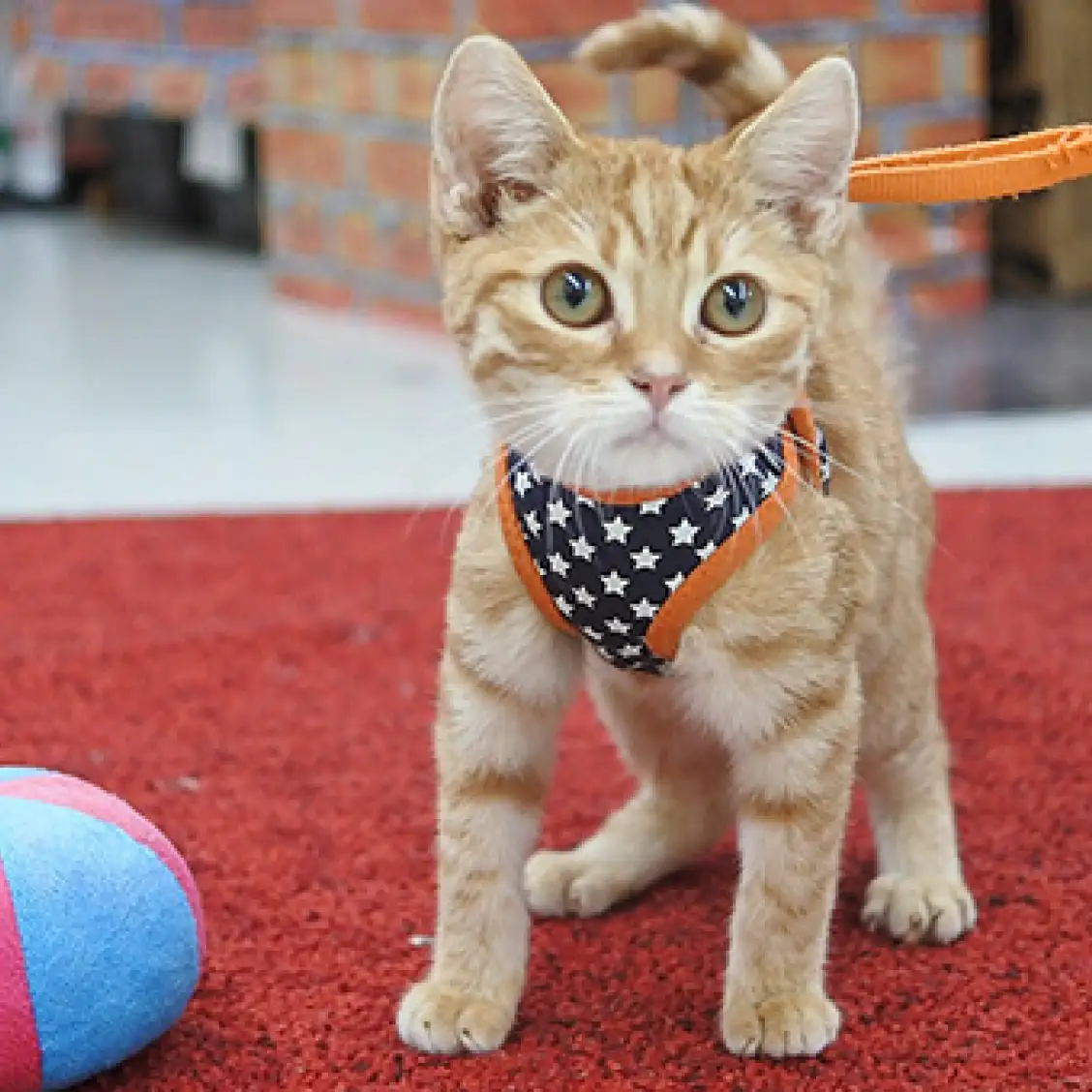 スコティッシュフォールド