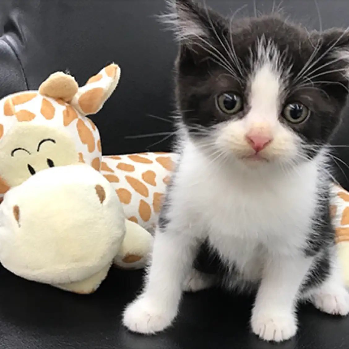 スコティッシュフォールド