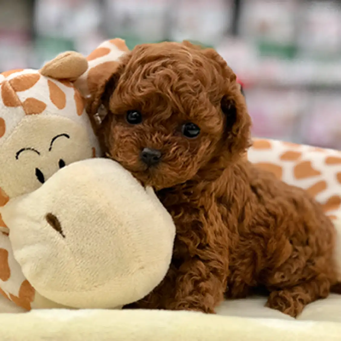 トイ・プードル