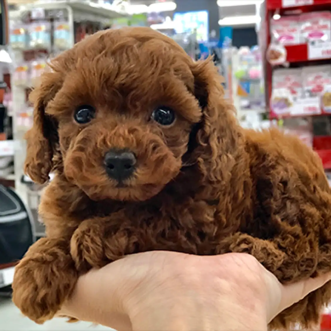 トイ・プードル