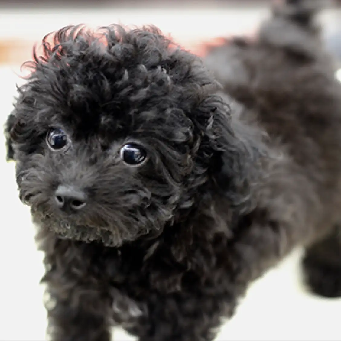 トイ・プードル