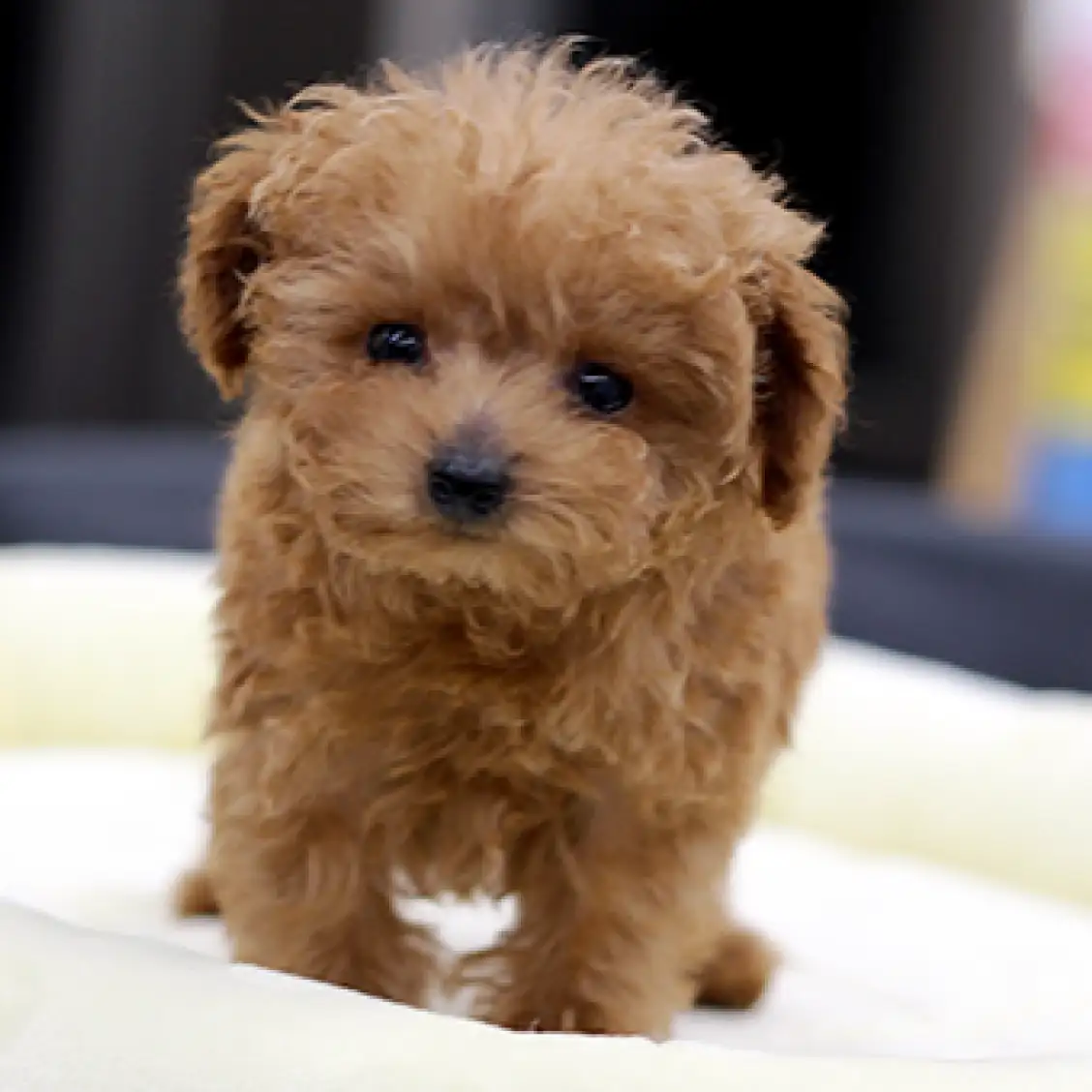 トイ・プードル