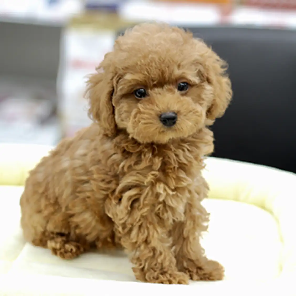 トイ・プードル