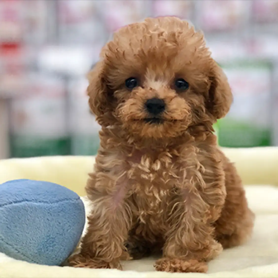 トイ・プードル