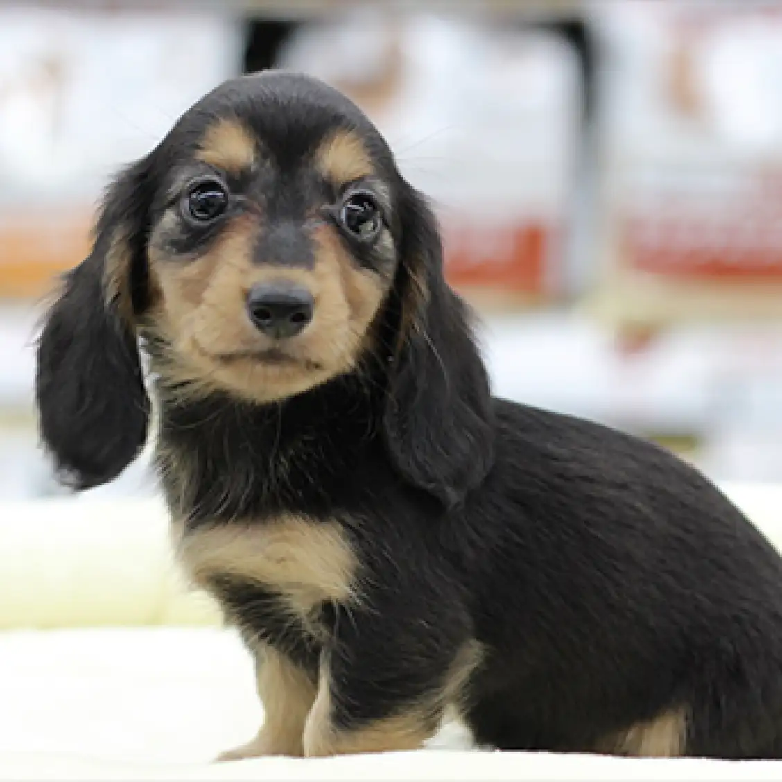 ミニチュア・ダックスフント