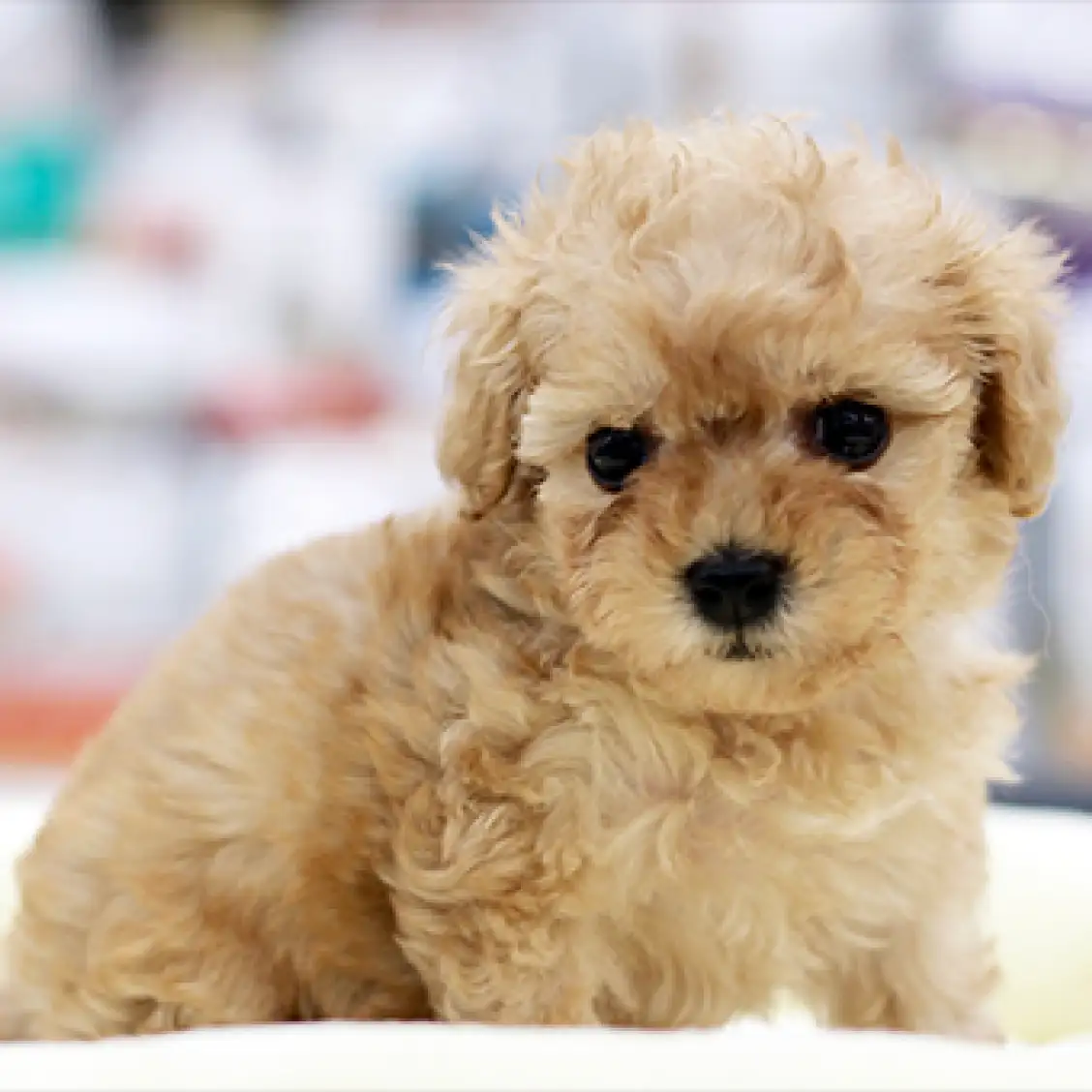 トイ・プードル