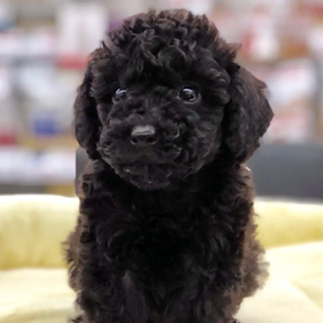 トイ・プードル