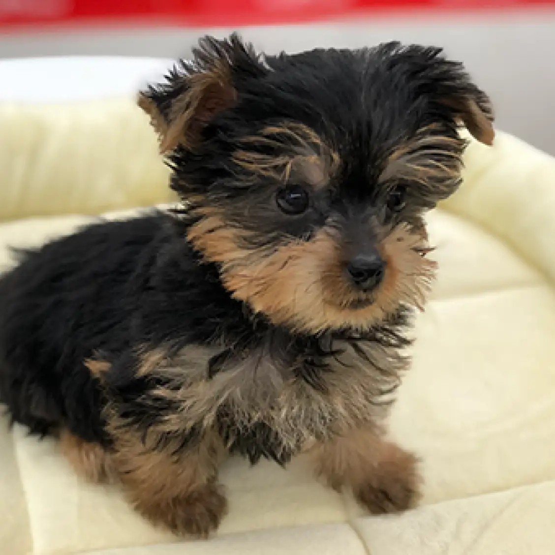 ヨークシャーテリア