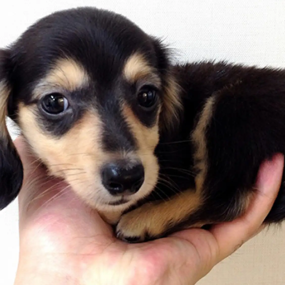 カニンヘン・ダックスフント