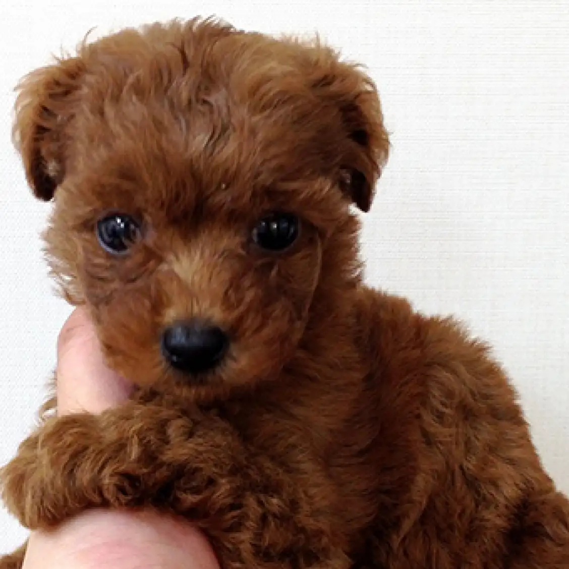 トイ・プードル