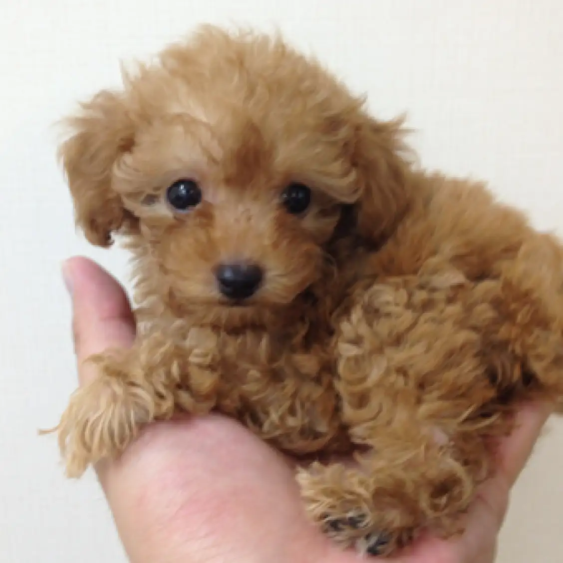 トイ・プードル