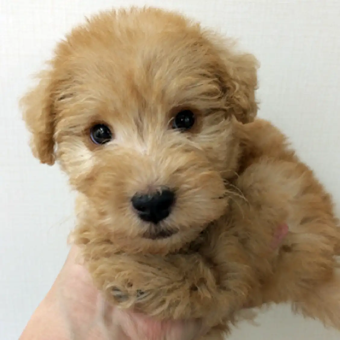 レイクランドテリア