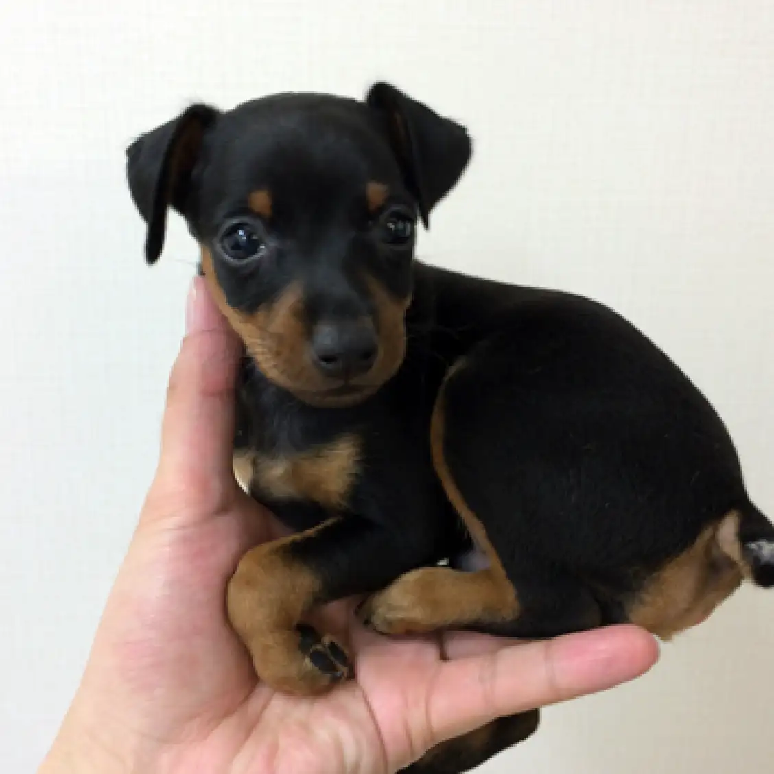 ミニチュア・ピンシャー