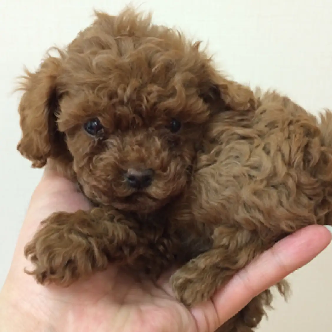 トイ・プードル