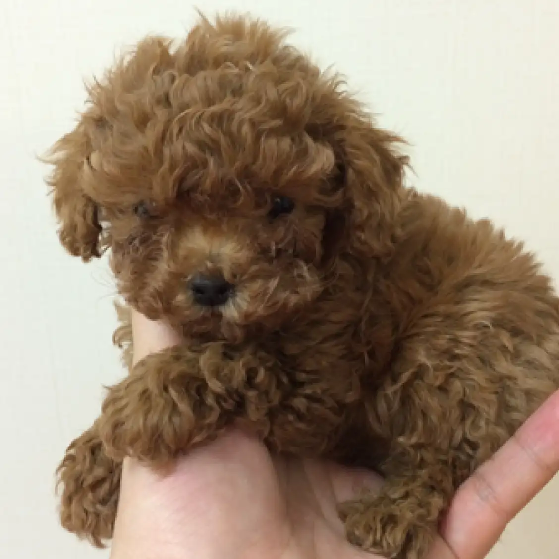 トイ・プードル