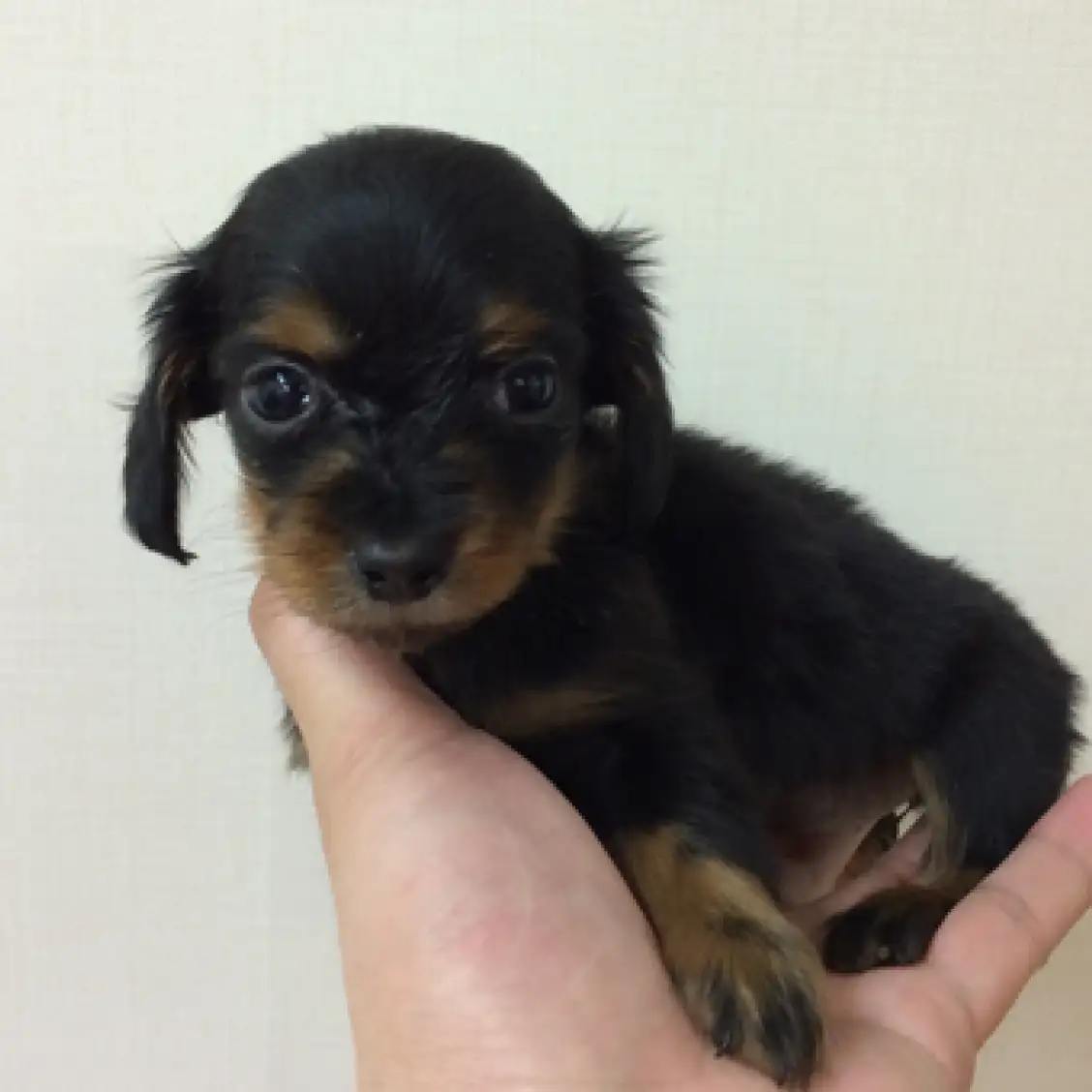 ミニチュア・ダックスフント