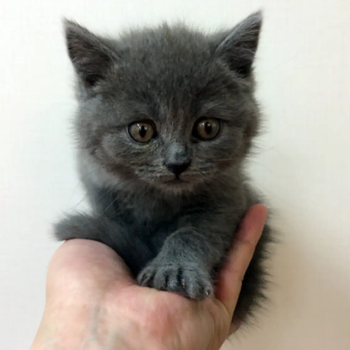 ブリティッシュショートヘア