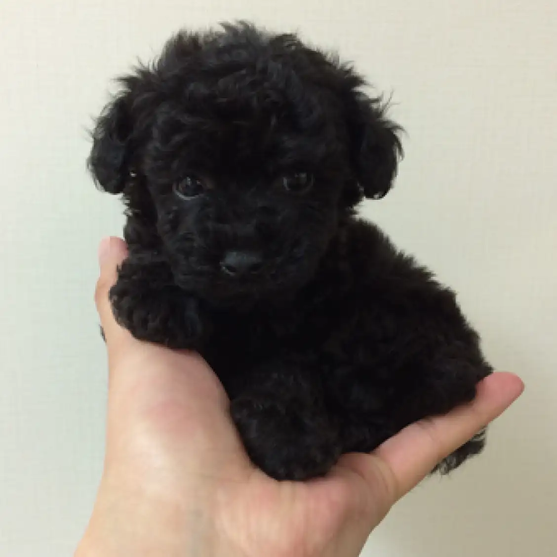 トイ・プードル