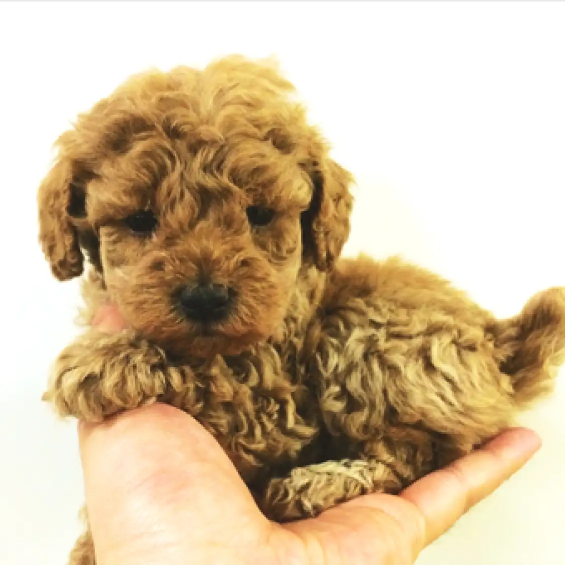 トイ・プードル