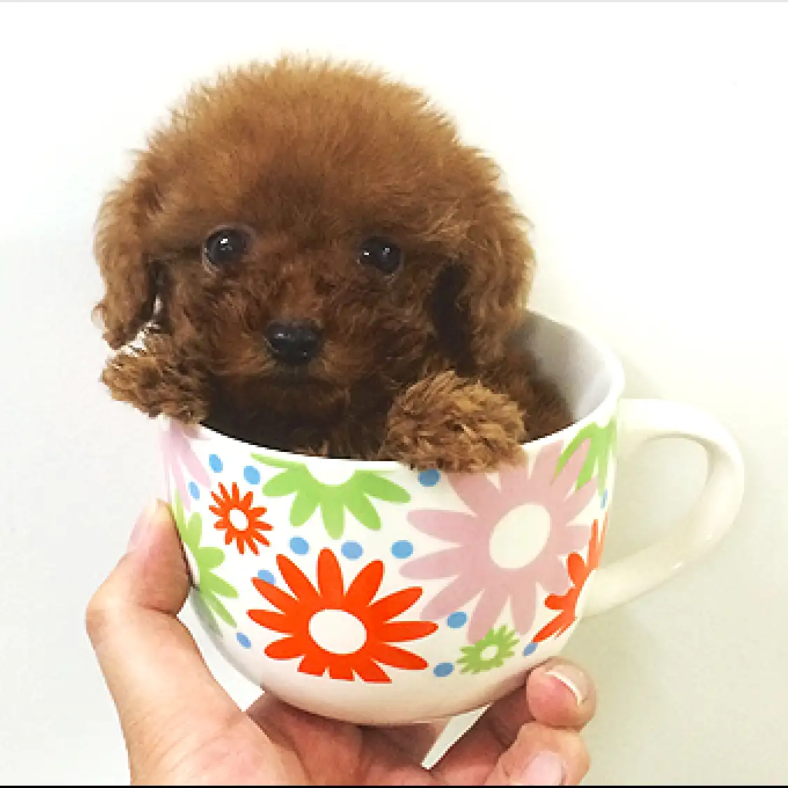 トイ・プードル