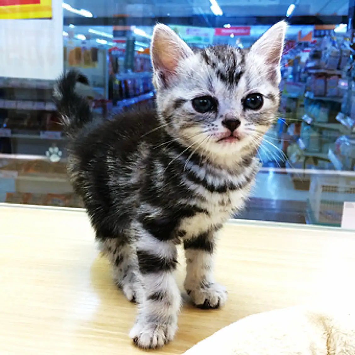 アメリカンショートヘア