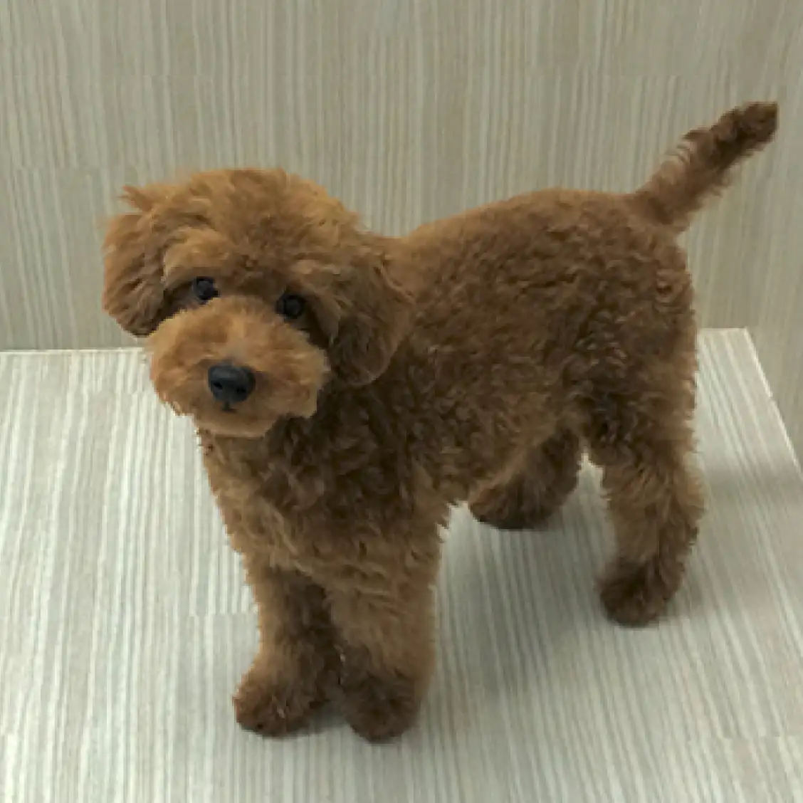 トイ・プードル