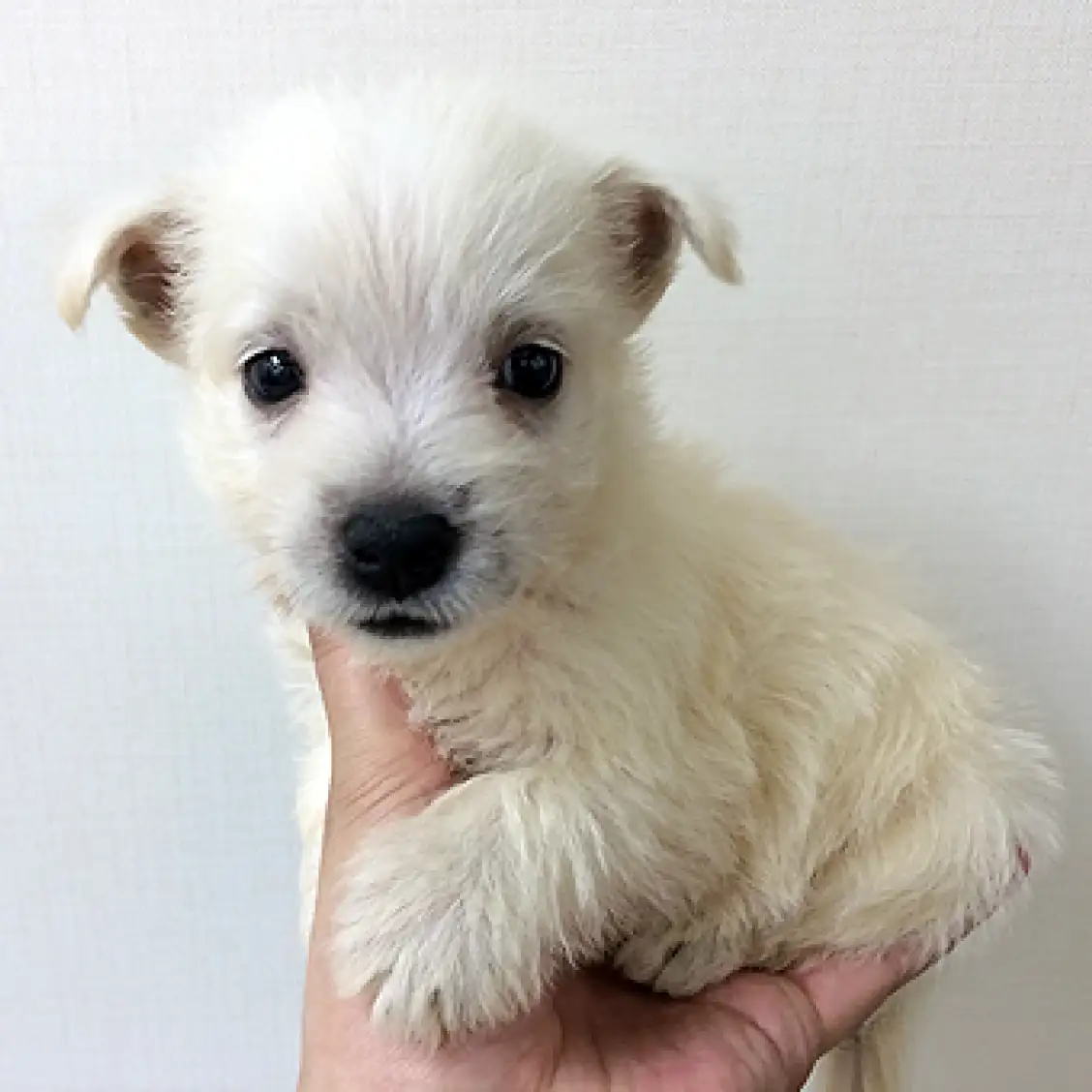 ウェストハイランドホワイトテリア