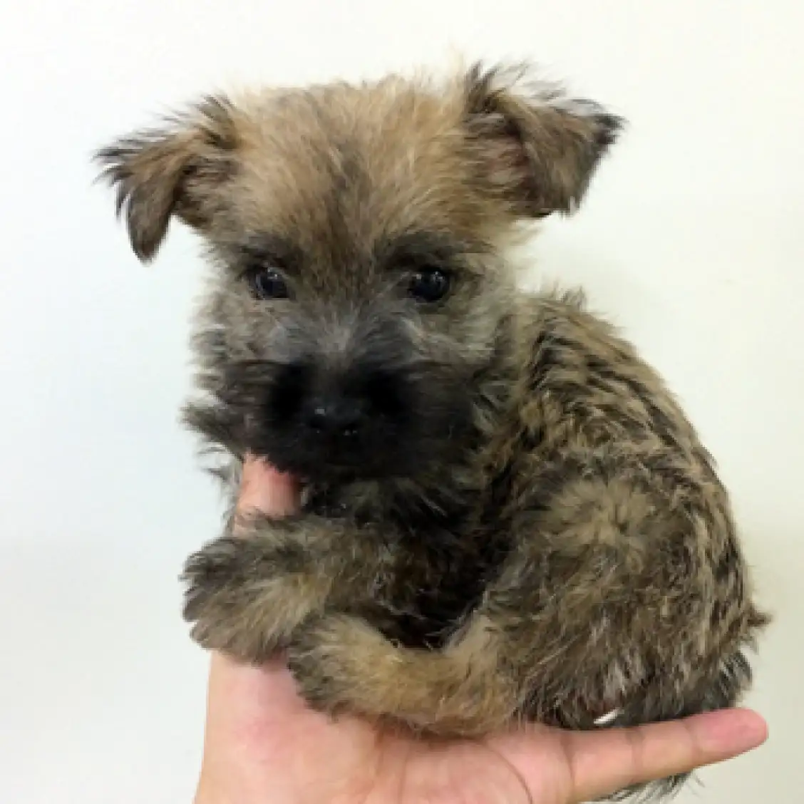 ケアーンテリア