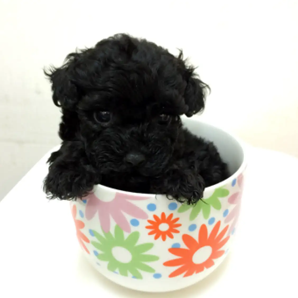 トイ・プードル