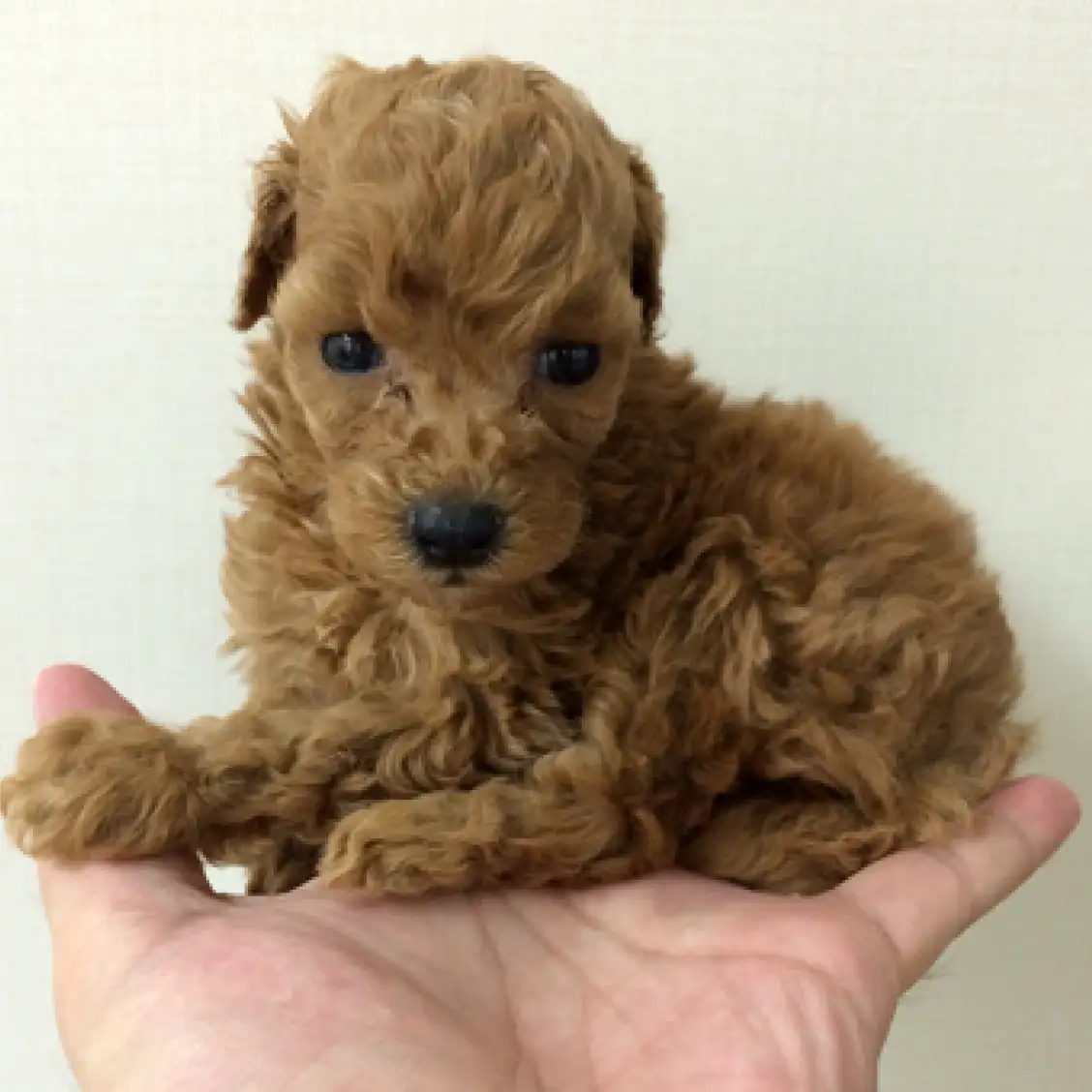 トイ・プードル