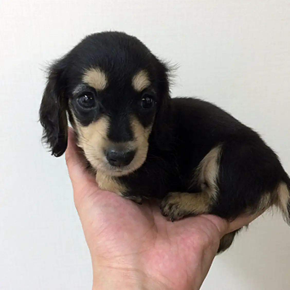 ミニチュア・ダックスフント