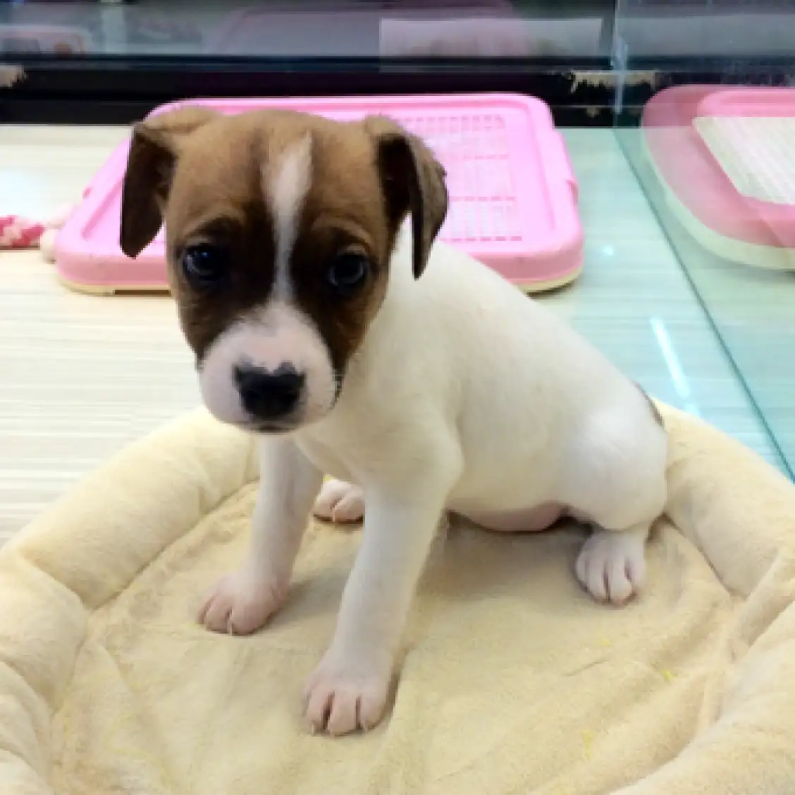 ジャックラッセルテリア