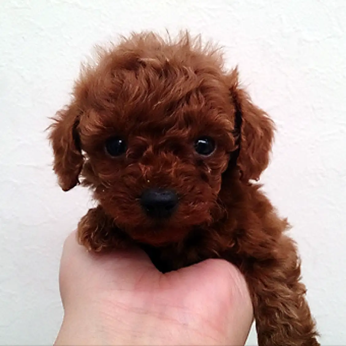 トイ・プードル