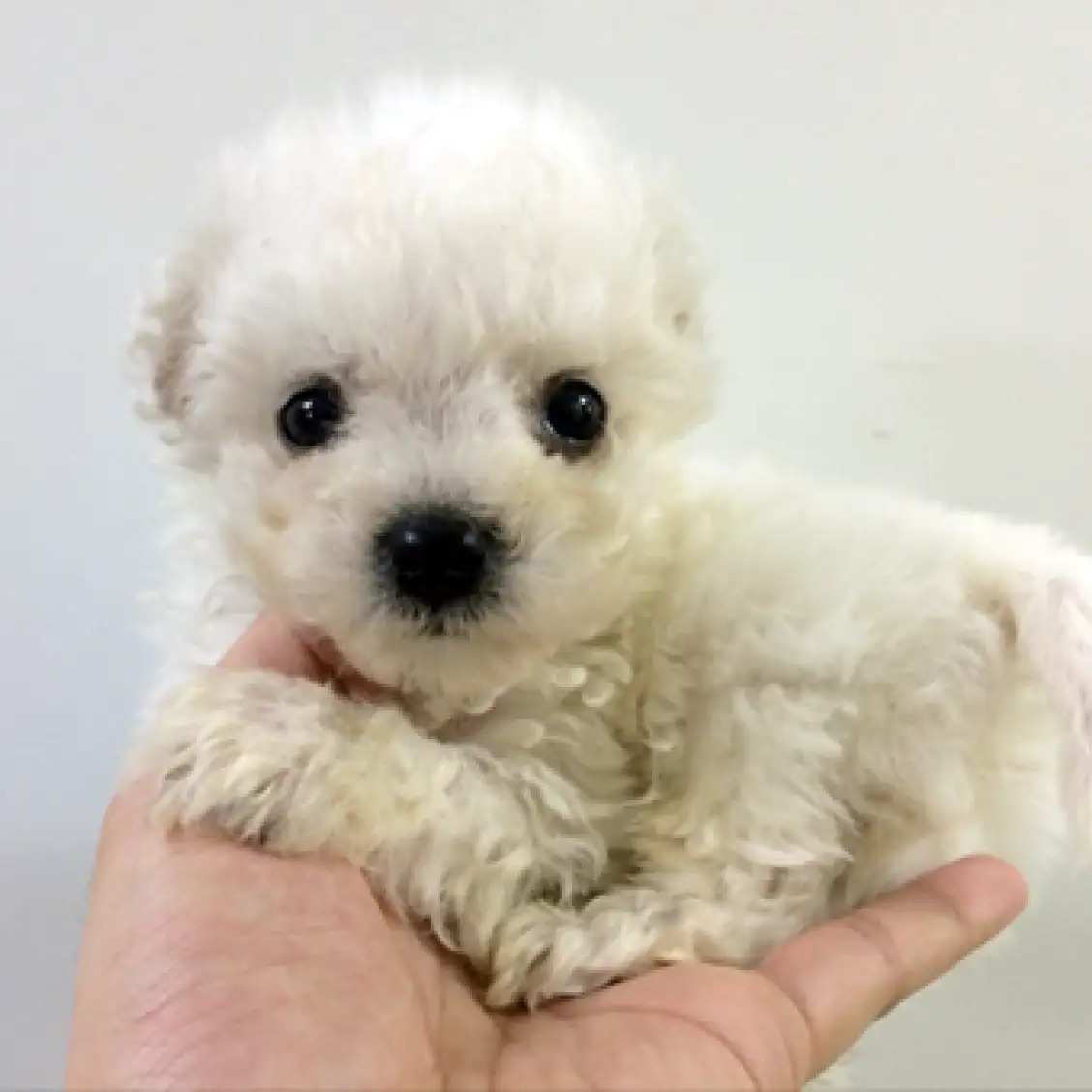 ビションフリーゼ