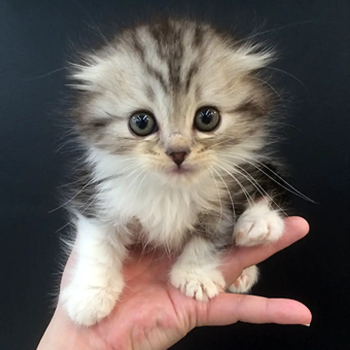 スコティッシュフォールド