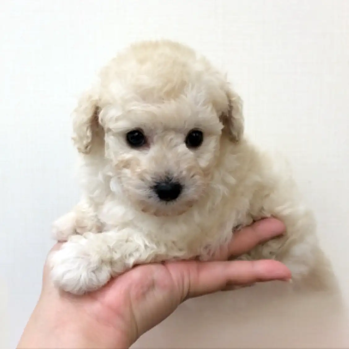 トイ・プードル