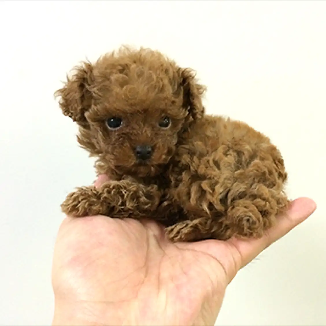 トイ・プードル