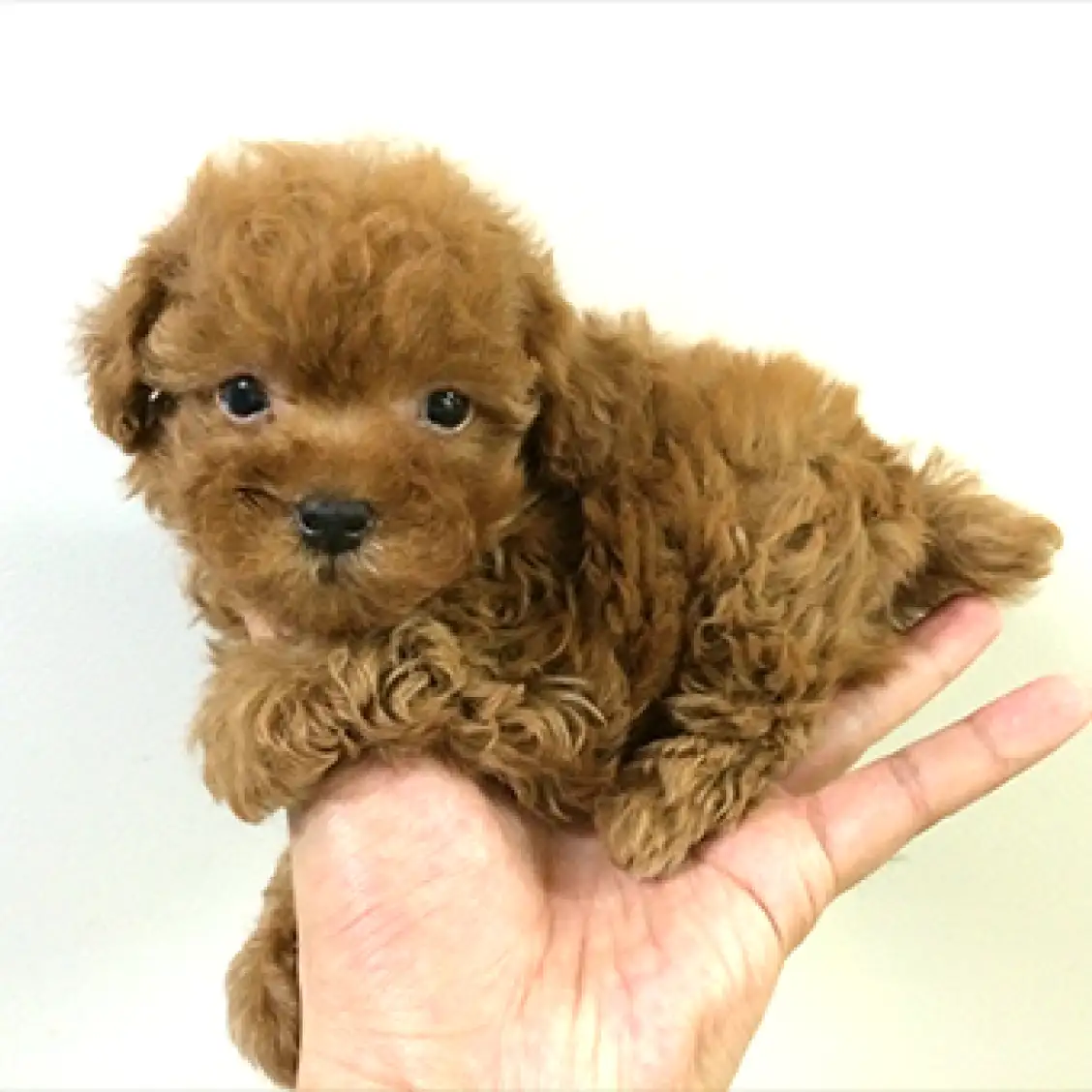 トイ・プードル