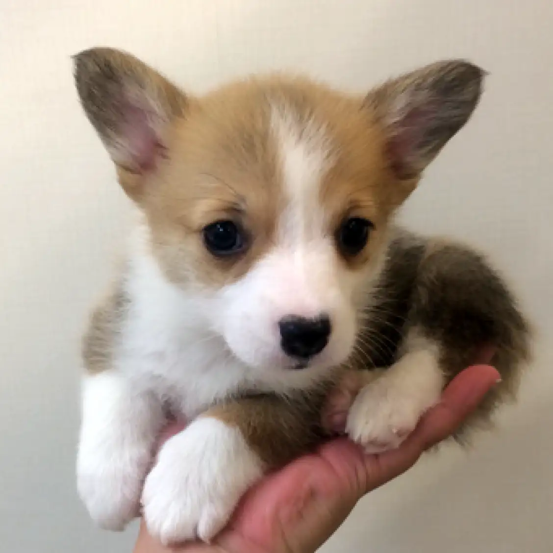 ウェルシュコーギーペンブローク